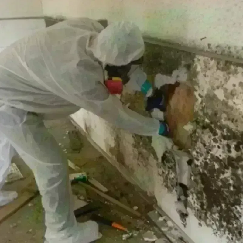 Mold Remediation and Removal in Jasper County, TX